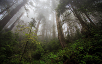 tene_nature_widescreen_may_2019_001_2898629.jpg